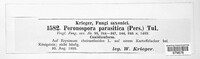 Peronospora parasitica image